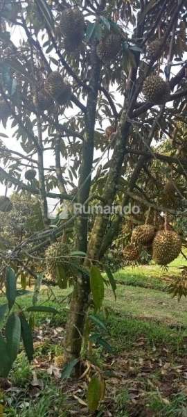 Di Jual Tanah Kebun Durian Di Cimande Bogor