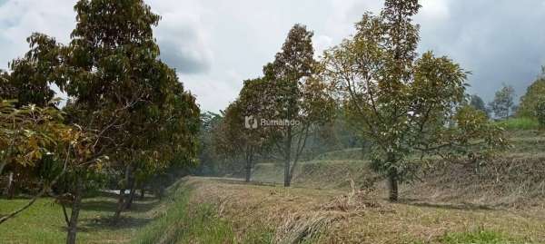 Di Jual Tanah Kebun Durian Di Cimande Bogor