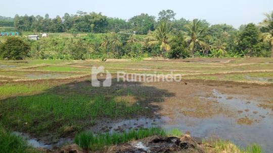 Tanah Sawah Luas Subur Strategis di Tepi Jalan Raya Kasembon Malang