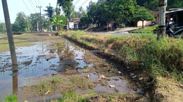 Tanah Sawah Luas Subur Strategis di Tepi Jalan Raya Kasembon Malang