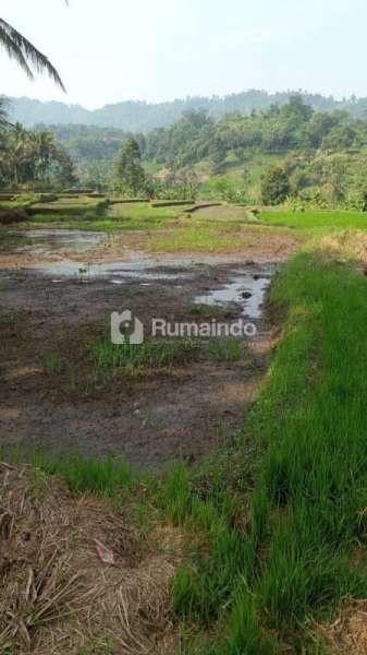 Tanah Sawah Luas Subur Strategis di Tepi Jalan Raya Kasembon Malang