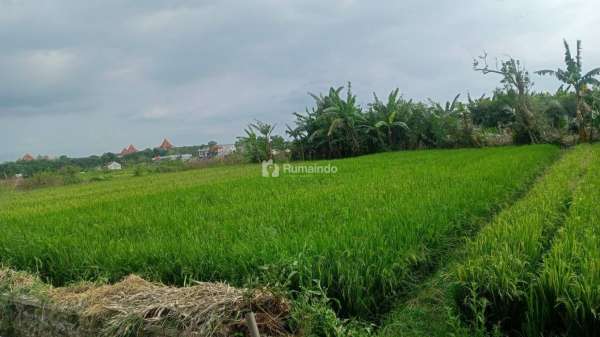 tanah subur dan luas  di Tanjungtirto Singosari